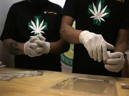 First Marijuana Planted for Medical Use in Chile First Marijuana Planted for Medical Use in Chile
