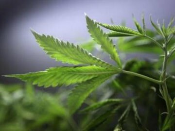 Marijuana Soda Bottles Explode at Washington Shop Marijuana Soda Bottles Explode at Washington Shop