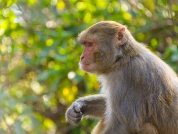 AIIMS Seeks Figures to Counter Monkey Menace on Campus