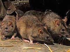Wired To Cheat: Why These 'Monogamous' Rats Keep Fooling Around