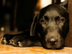 How to Help Your Dog be More Comfy This Diwali