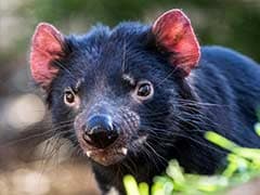 Tasmanian Devil Death Investigated at US Zoo