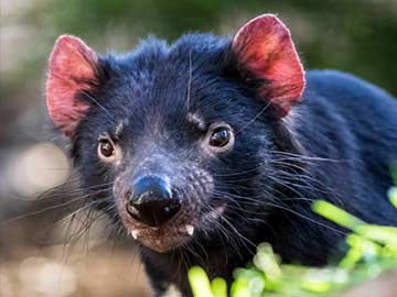 Tasmanian Devil Death Investigated at US Zoo 