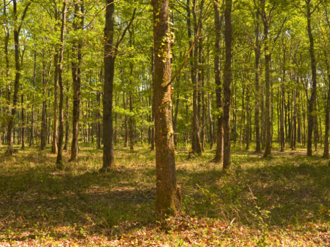 Tree Plantation to be Taken up in a Big Way in Coastal Andhra Pradesh