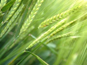 India-Born Scientist Rajaram Awarded World Food Prize