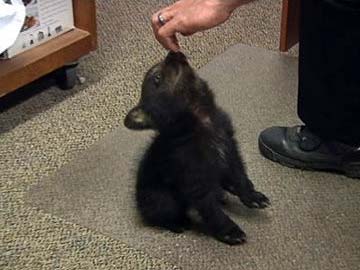 New York Baffled as Baby Bear Found Dead in Central Park 