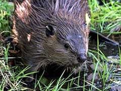 Troublesome Beavers Put to Work, Will Now Help Restore Streams