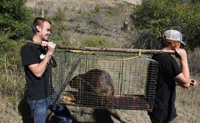 Troublesome Beavers Put to Work, Will Now Help Restore Streams