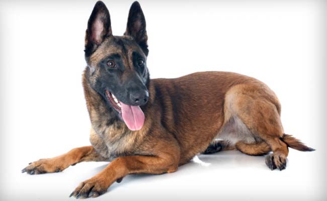 National Security Guard Inducts Dog Breed That Sniffed out Osama Bin Laden's Hideout