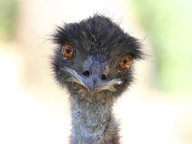 Emu Corralled after Jaunt Through Traffic 