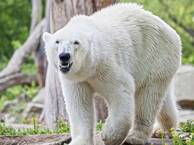 Polar Bear Breaks into Home in Alaska Village 