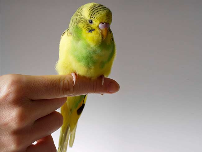 Parrot Missing for Years Returns Speaking Spanish 