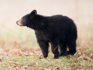 Bear Bites Boy's Arm off in Chinese Zoo 