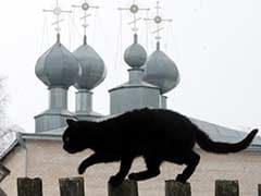 Budapest's Black Cats Get Halloween Protection