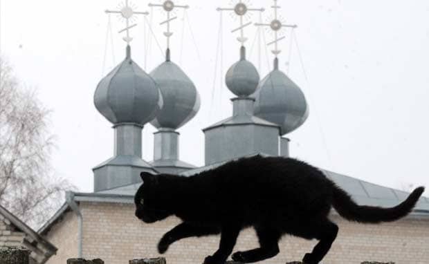 Budapest's Black Cats Get Halloween Protection