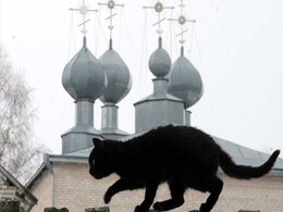 Budapest's Black Cats Get Halloween Protection Budapest's Black Cats Get Halloween Protection