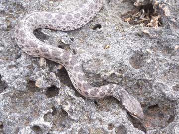 पश्चिम बंगाल में सांप के जहर के साथ 6 गिरफ्तार, 100 करोड़ का जहर जब्त