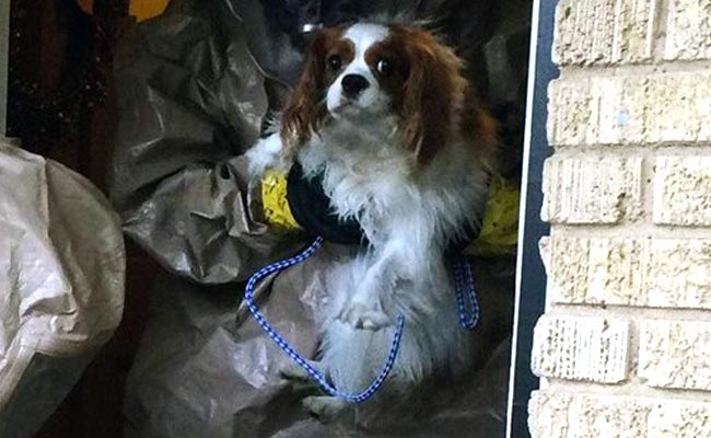 Dallas Nurse's Dog Tests Negative for Ebola