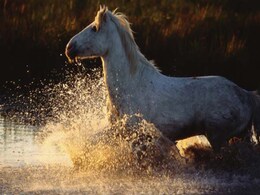 Horse Rescued From Swimming Pool at Suburban Phoenix Home Horse Rescued From Swimming Pool at Suburban Phoenix Home