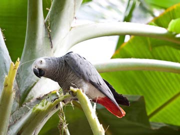 Parrot Missing For Years Returns Speaking Spanish 