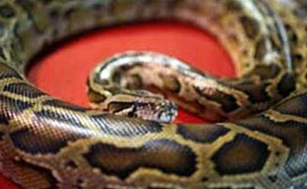 Six-Feet Long Python Found in Vadodara House