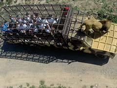 Turning Tables, Chile Zoo Rescues Animals, Cages Visitors