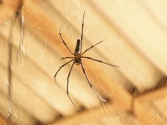This Happened: Spiders Force Family Out of Upscale Home