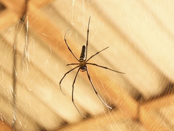 This Happened: Spiders Force Family Out of Upscale Home 
