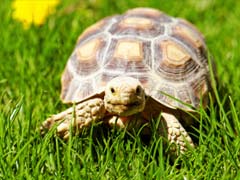 Giant Tortoises, Renovated Enclosures Give Kolkata Zoo a Makeover