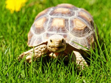 Over 100 Wild Tortoises Seized From Women Passengers in Kerala