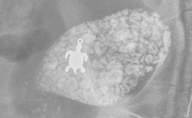 X-Ray Shows Sick Tortoise Swallowed Turtle Pendant