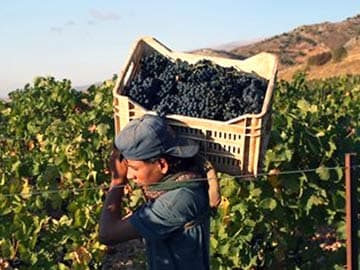 Syrians, Lebanese Produce Wine in Ferment of War