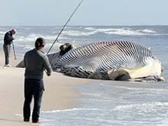 58-Foot Dead Whale Washes Ashore on Long Island