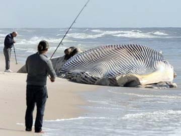 58-Foot Dead Whale Washes Ashore on Long Island 