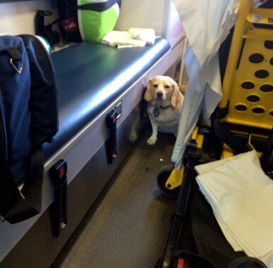 Dog Hitches Ride on Ambulance to Be Near Sick Owner