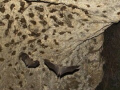 Acoustic Warfare: Bats Jam Each Other's Sonar While Bug Hunting