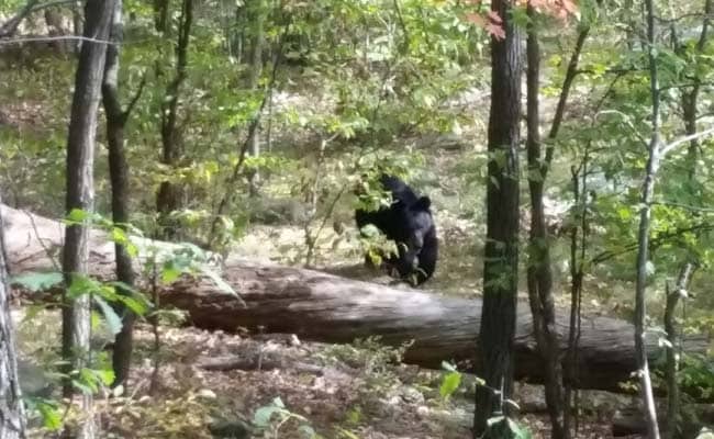 Indian-Origin Hiker Snapped Photos of Bear That Killed Him