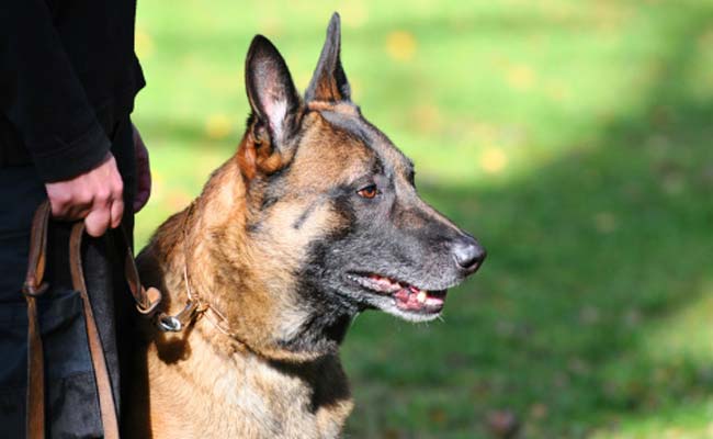 How This Bomb-Sniffing Dog Saved His Handler's Life
