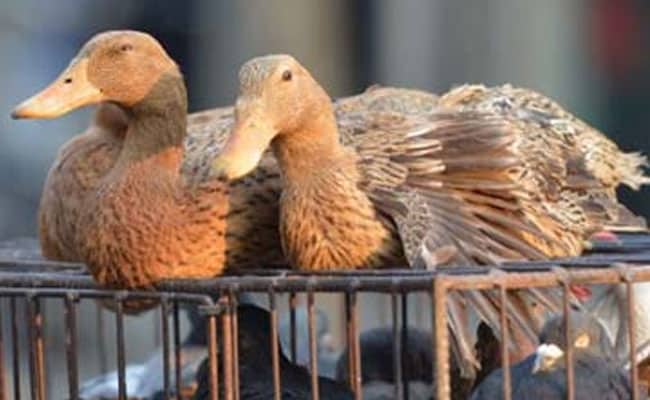Kerala On Red Alert After 15,000 Ducks Die of Avian Influenza