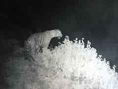 Relax, Chennai. Video Shows Tigress Has Not Left Zoo