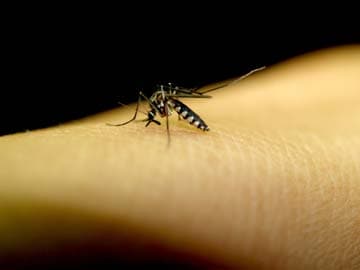 11 New Patients Test Positive for Dengue in Indore