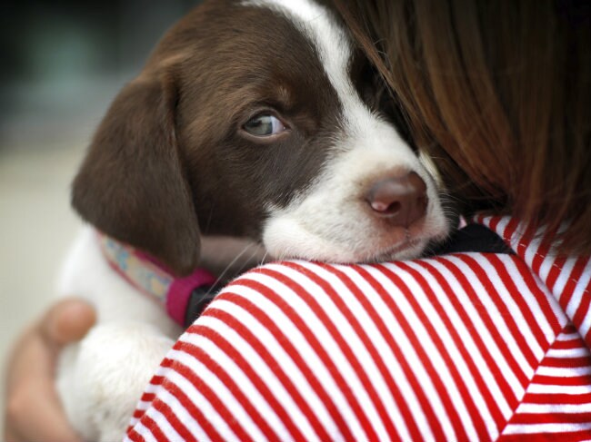 अज्ञात ने पालतू डॉगी को मार दी गोली, कुछ दूर चलकर गिरा और बेहोश हो गया बेजुबान