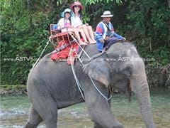 Elephant Tramples Man, Runs off With Tourists