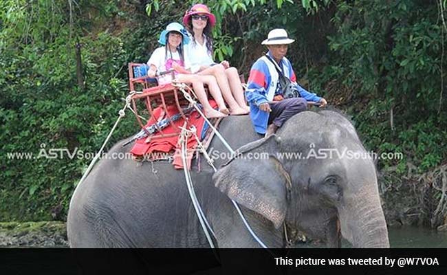 Elephant Tramples Man, Runs off With Tourists 