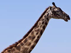 Giraffes on a Plane? Most Wanted List Released