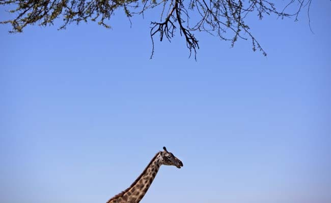 Giraffes on a Plane? Most Wanted List Released 