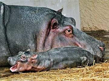 LA Zoo Surprised As Hippo on Birth Control Becomes Mom