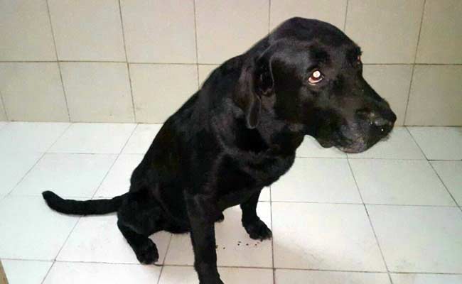 Prince: The Labrador Who Got a 21-Gun Salute