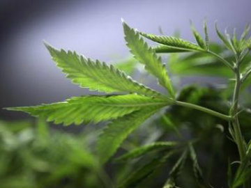 Ganja Worth Rs 2 Lakh Seized From House in Tamil Nadu