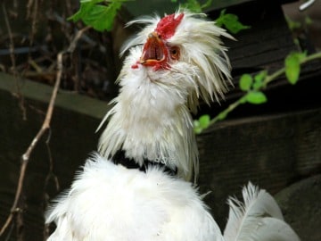 Judge Rules Against a Crowing Rooster, May Impose Fine of Almost $3,000